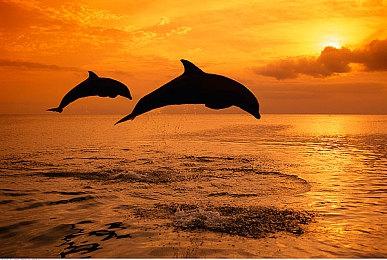 《现代战争3》定价70美元 动视否认是《现代战争2》的资料片